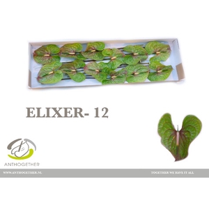 Anthurium Elixer