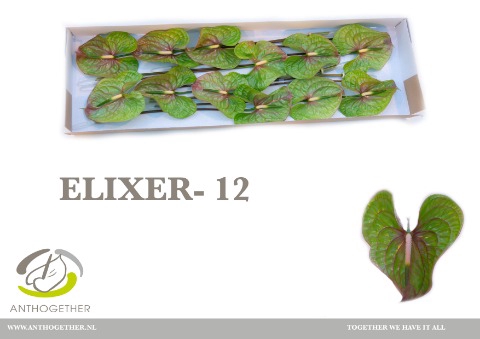 Anthurium Elixer