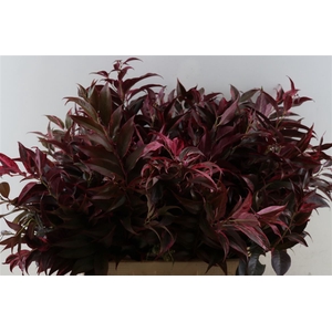 Leucothoe Rood