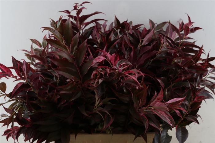 Leucothoe Rood