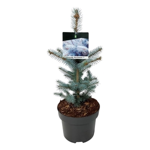 Picea pung. 'Blue Diamond' PBR