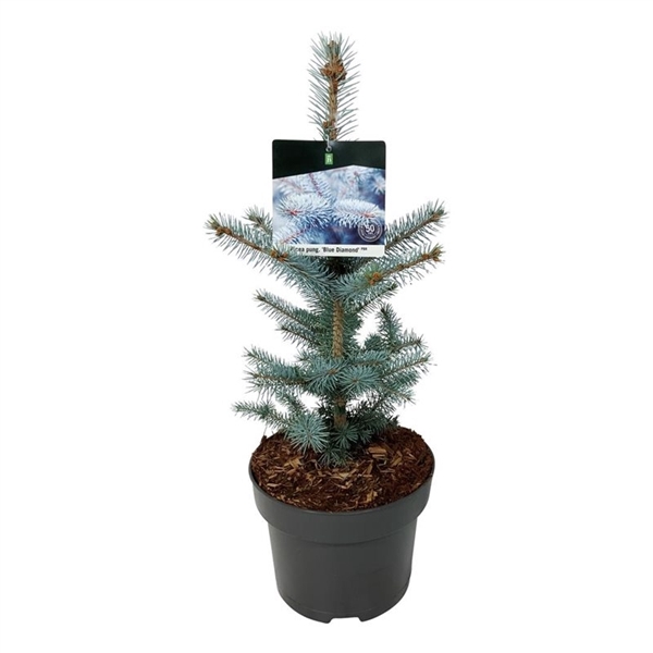 <h4>Picea pung. 'Blue Diamond' PBR</h4>