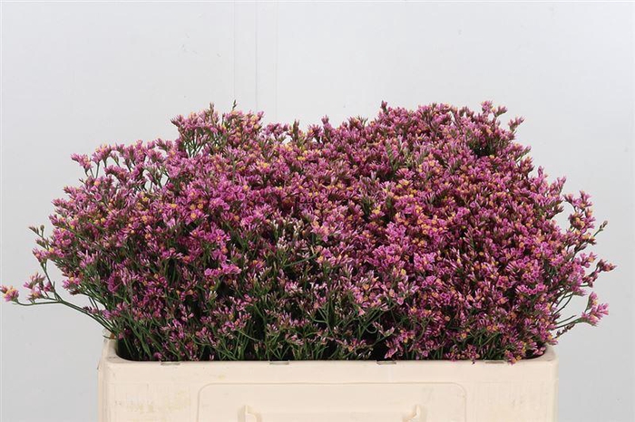 <h4>Lim Sin Blush Dia</h4>