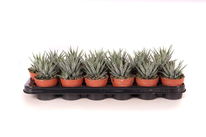 <h4>Haworthia big band 8,5 cm</h4>