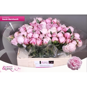 PAEO L SARA BERNHARD