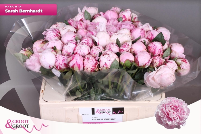 <h4>PAEO L SARA BERNHARD</h4>