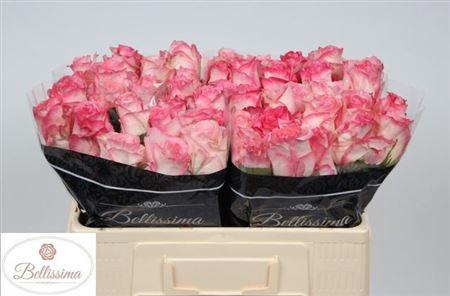 <h4>R Gr Boulevard</h4>