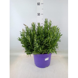 Lavandula   ...