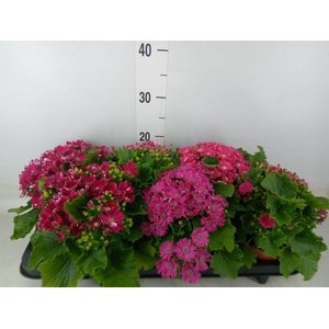 Pericallis cr. 'Venezia'   ...mix