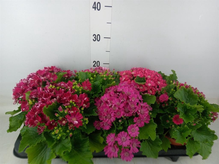 <h4>Pericallis cr. 'Venezia'   ...mix</h4>