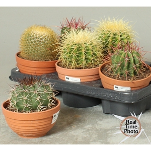 CACTUS OV