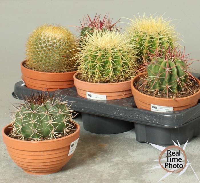 <h4>CACTUS OV</h4>