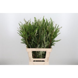 Grevilea Ivanhoe Groen