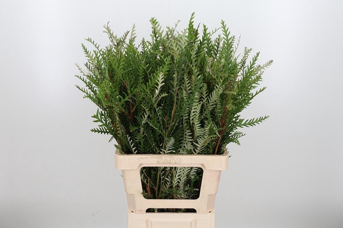 <h4>Grevilea Ivanhoe Groen</h4>