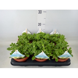 Cotyledon tome. ladys.