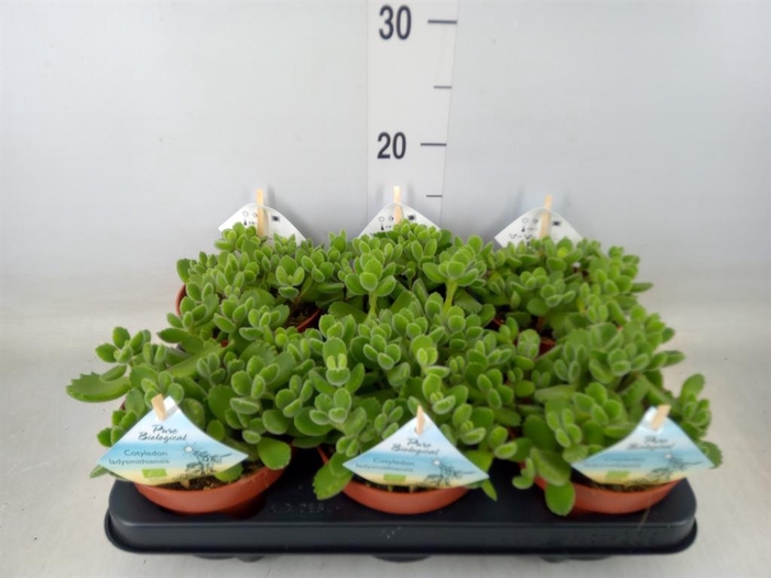 <h4>Cotyledon tome. ladys.</h4>