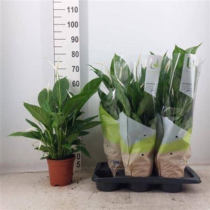 Spath Vivaldi 5+ 17cm Pot