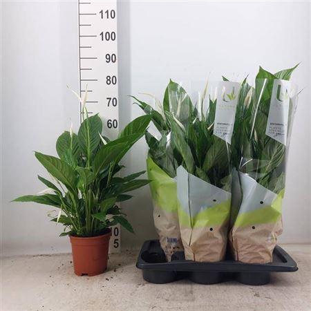 <h4>Spath Vivaldi 5+ 17cm Pot</h4>