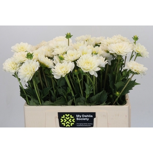 Dahlia White Onesta