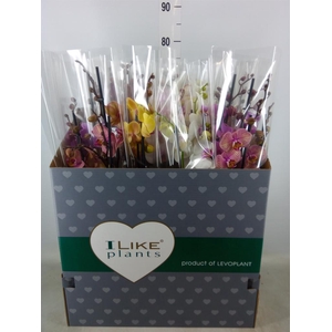 Phalaenopsis   ...mix