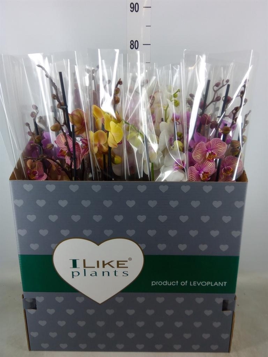 <h4>Phalaenopsis ...mix</h4>