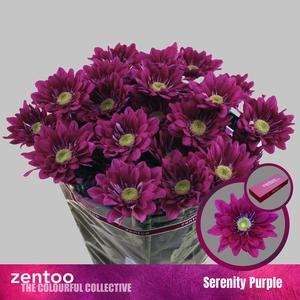 CHR T SERENITY PURPLE