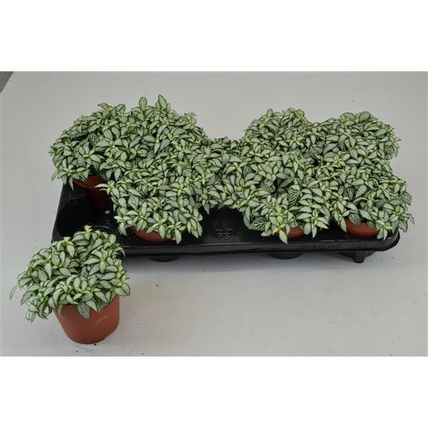 <h4>FITTONIA WHITE FOREST FLAME 12 CM</h4>