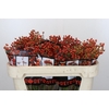 Rozenbottel Autumn Rosefruits