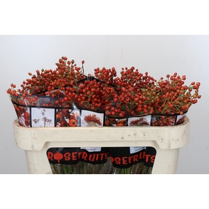 Rozenbottel Autumn Rosefruits