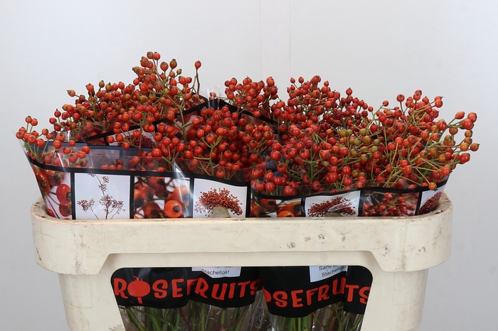 Rozenbottel Autumn Rosefruits