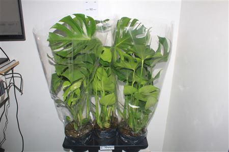 <h4>Monstera Deliciosa</h4>