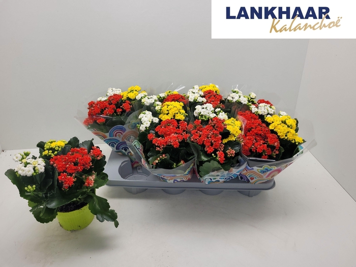 <h4>KAL GE GEM I POT</h4>