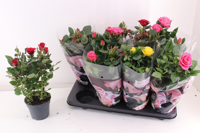 <h4>RO PATHIT GEM 3 SRT</h4>