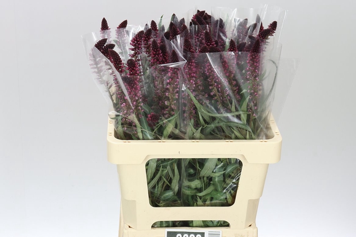 <h4>Lysimachia Atropurpurea</h4>
