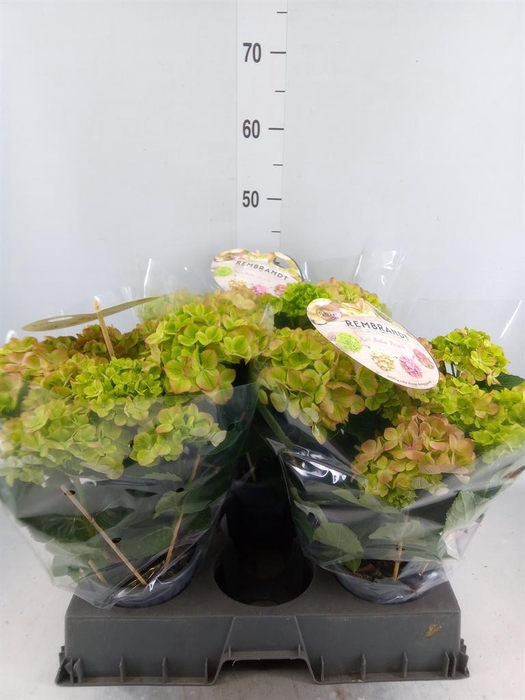 <h4>Hydrangea mac. 'Rembr Bella Pesche'</h4>