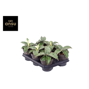 Sansevieria Star Green Granite P12