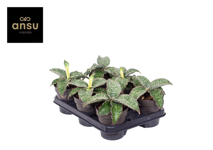<h4>Sansevieria Star Green Granite P12</h4>