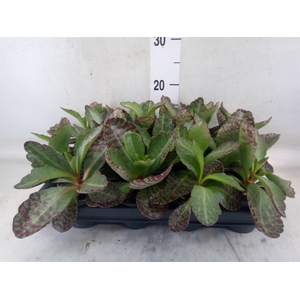 Kalanchoe humilis 'Surpris Desert'