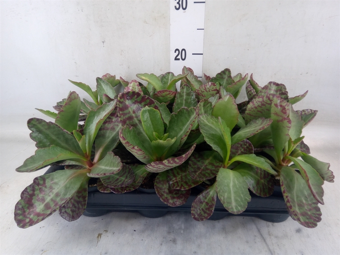 <h4>Kalanchoe humilis 'Surpris Desert'</h4>