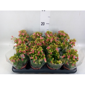 Kalanchoe HG 'Dream Bells'