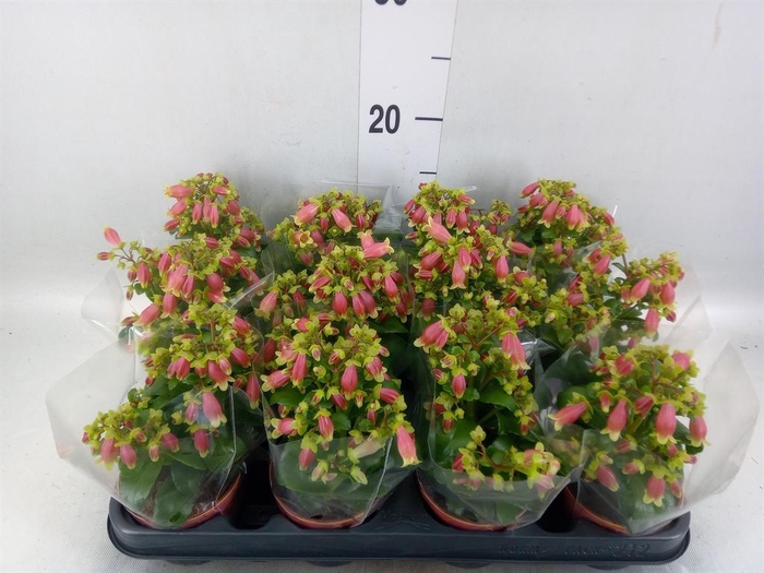 <h4>Kalanchoe HG 'Dream Bells'</h4>