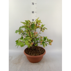 Malus  'Evereste'