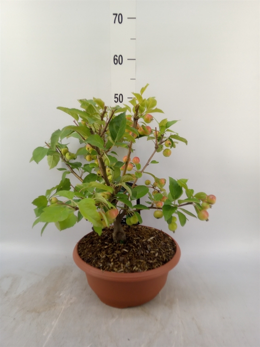 <h4>Malus  'Evereste'</h4>