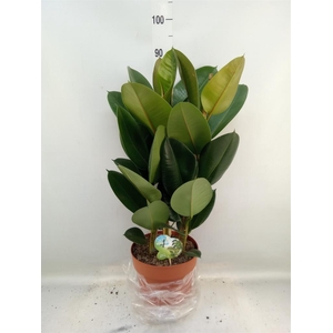 Ficus elastica 'Robusta'