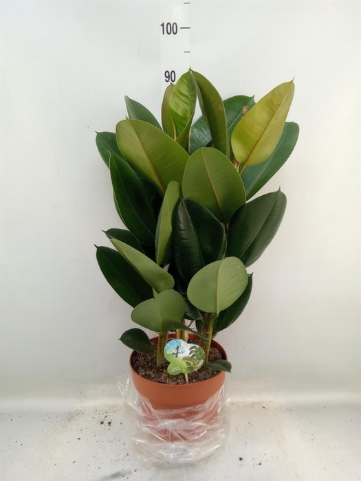 <h4>Ficus elastica 'Robusta'</h4>
