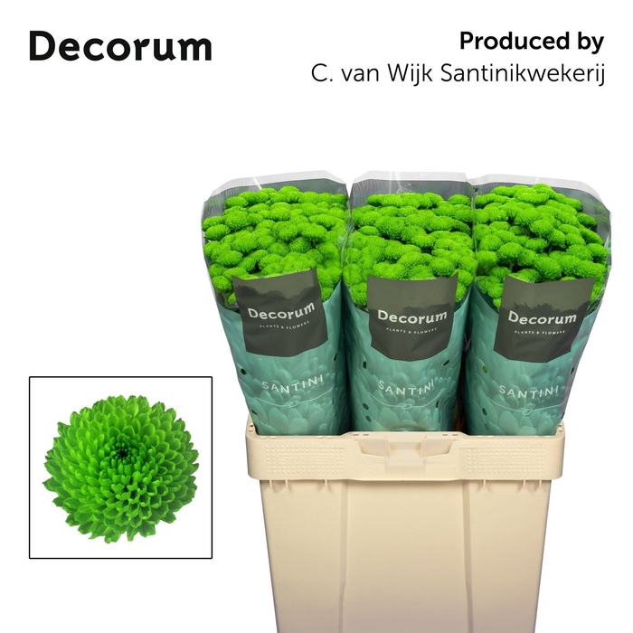 <h4>CHRYSANTHEMUM SA 'COUNTRY'</h4>