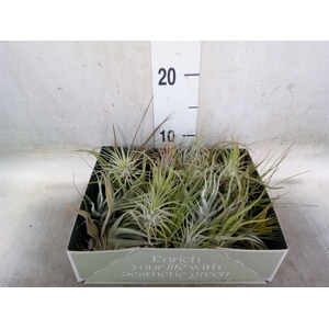 Tillandsia