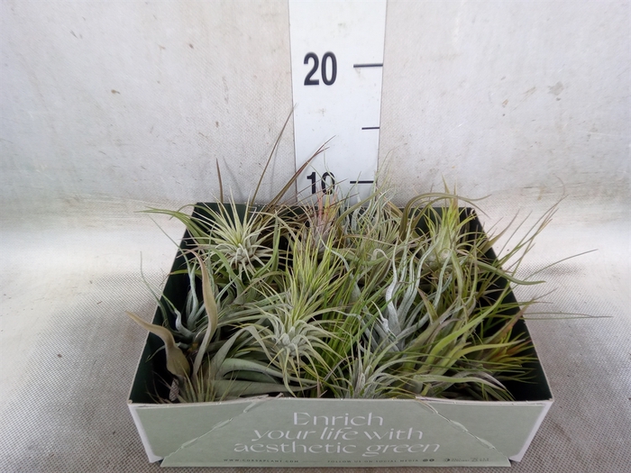 <h4>Tillandsia</h4>