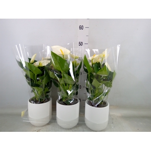 Anthurium  'Karma White'