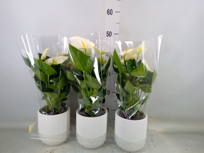 <h4>Anthurium  'Karma White'</h4>